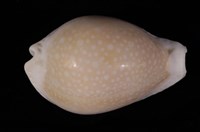 藏品(初雪寶螺)的圖片